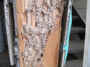 木柱がシロアリ被害で腐食…なぜこのような状態に?