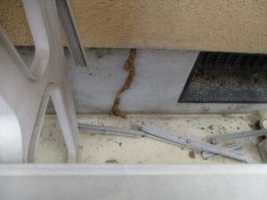 外壁・基礎にコレを見つけたら要注意!シロアリの被害にあっているかもしれません